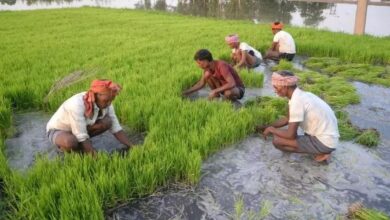 Photo of किसान की लागत और कर्ज बढ़ रहा, लेकिन नहीं बढ़ रही उपज