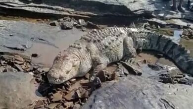 Photo of व्यारमा नदी पर पानी पीने गई भैंस का मगरमच्छ ने किया शिकार, दहशत में ग्रामीण