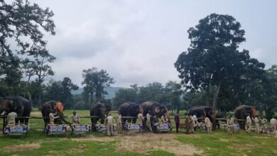 Photo of उमरिया: आराम फरमा रहे बांधवगढ़ के हाथी, की जा रही विशेष सेवा