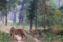 Photo of एमपी: मॉर्निंग वॉक पर निकली T28 और उसकी फैमिली, खतरे को सूंघकर कर रही दल का नेतृत्व