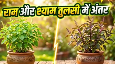 Photo of राम और श्याम तुलसी में क्या है फर्क? पता करें सही दिशा और जरूरी नियम